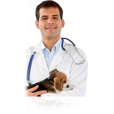 Para tu clínica veterinaria